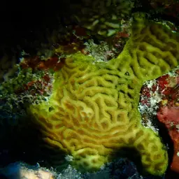 Wrinkle Coral, photo 10