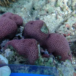 Wrinkle Coral, photo 11