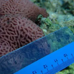 Wrinkle Coral, photo 12