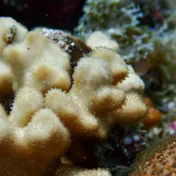 Branched Sandpaper Coral, photo 1