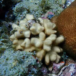 Branched Sandpaper Coral, photo 2