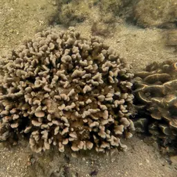Branched Sandpaper Coral, photo 3