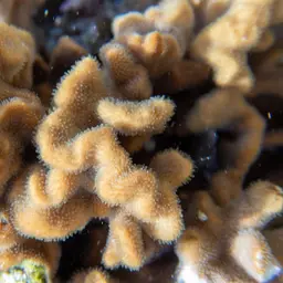 Branched Sandpaper Coral, photo 4