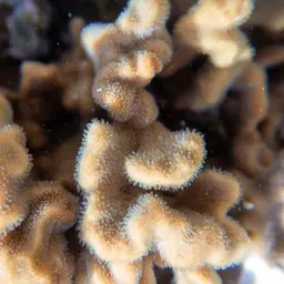 Branched Sandpaper Coral, photo 5