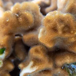 Branched Sandpaper Coral, photo 6