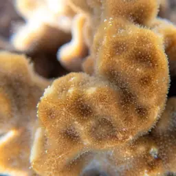 Branched Sandpaper Coral, photo 7