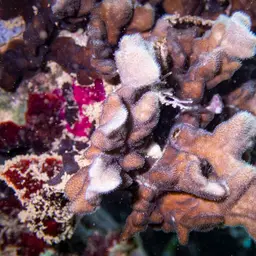 Branched Sandpaper Coral, photo 8