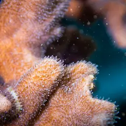 Branched Sandpaper Coral, photo 9