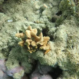 Branched Sandpaper Coral, photo 10