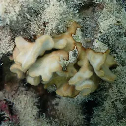 Branched Sandpaper Coral, photo 11