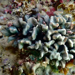 Branched Sandpaper Coral, photo 12