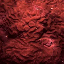 Wrinkle Coral, photo 2