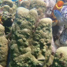 Wrinkle Coral, photo 3