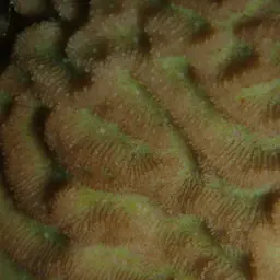Wrinkle Coral, photo 4