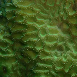 Wrinkle Coral, photo 5