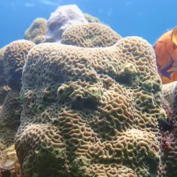 Wrinkle Coral, photo 6