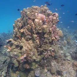 Wrinkle Coral, photo 7