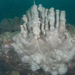 Wrinkle Coral, photo 8