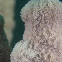 Wrinkle Coral, photo 9