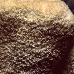 Wrinkle Coral, photo 10