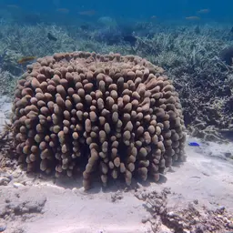 Encrusting Sandpaper Coral, photo 1