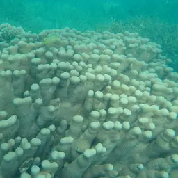 Encrusting Sandpaper Coral, photo 2