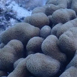 Encrusting Sandpaper Coral, photo 3