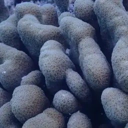 Encrusting Sandpaper Coral, photo 4