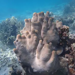 Encrusting Sandpaper Coral, photo 5