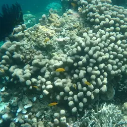 Encrusting Sandpaper Coral, photo 6