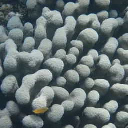 Encrusting Sandpaper Coral, photo 7
