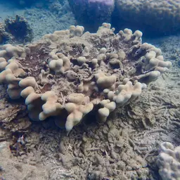 Encrusting Sandpaper Coral, photo 8