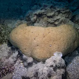 Encrusting Sandpaper Coral, photo 9