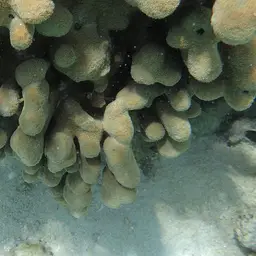 Encrusting Sandpaper Coral, photo 10