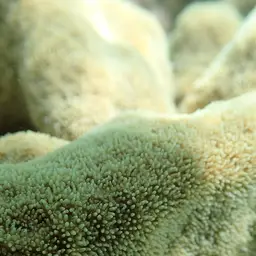 Encrusting Sandpaper Coral, photo 11