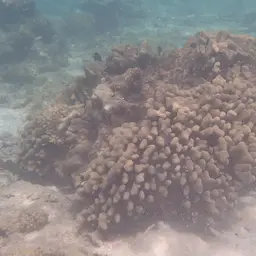Encrusting Sandpaper Coral, photo 12