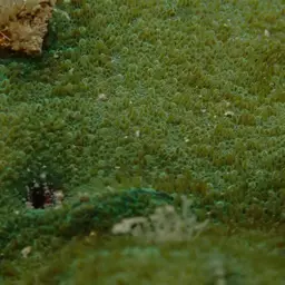 Nierstrasz's Coral, photo 2