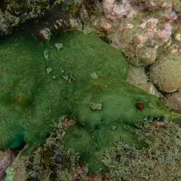 Nierstrasz's Coral, photo 1