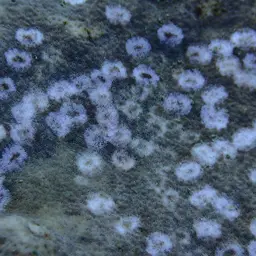 Nierstrasz's Coral, photo 3