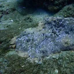 Nierstrasz's Coral, photo 4