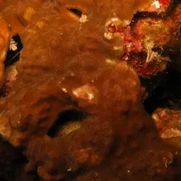 Nierstrasz's Coral, photo 5