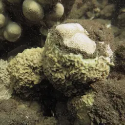 Nierstrasz's Coral, photo 6