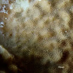 Nierstrasz's Coral, photo 7
