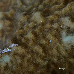 Nierstrasz's Coral, photo 8