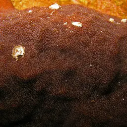 Nierstrasz's Coral, photo 9