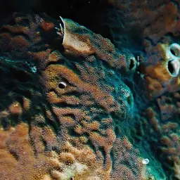 Nierstrasz's Coral, photo 10