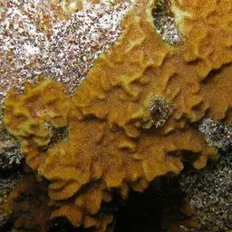 Nierstrasz's Coral, photo 11