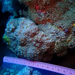 Nierstrasz's Coral, photo 12