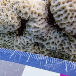 Superficial Coral, photo 1