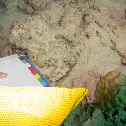 Superficial Coral, photo 2